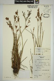 spécimen de JUncus brachycephalus