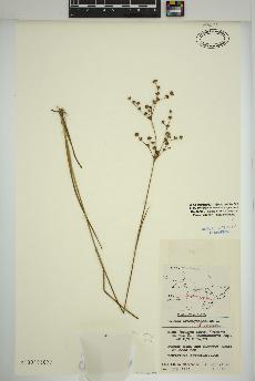 spécimen de Juncus brachycephalus