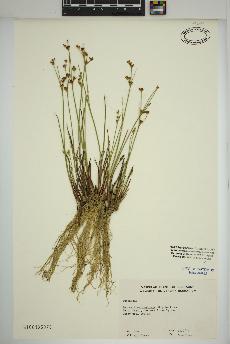 spécimen de Juncus brevicaudatus