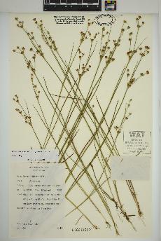 spécimen de Juncus brevicaudatus