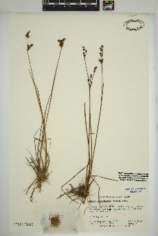 spécimen de Juncus brevicaudatus