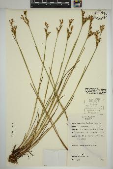 spécimen de Juncus brevicaudatus