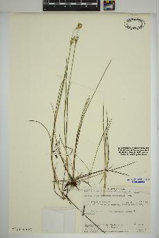 spécimen de Juncus brevicaudatus