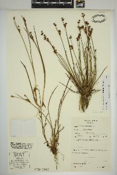 spécimen de Juncus brevicaudatus