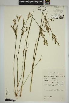 spécimen de Juncus brevicaudatus