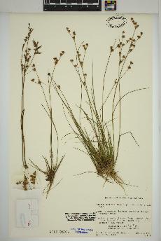 spécimen de Juncus brevicaudatus