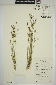 spécimen de Juncus brevicaudatus