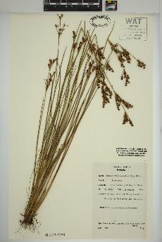 spécimen de Juncus brevicaudatus