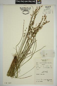 spécimen de Juncus brevicaudatus