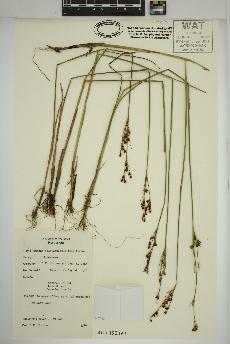 spécimen de Juncus brevicaudatus