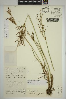 spécimen de Juncus brevicaudatus