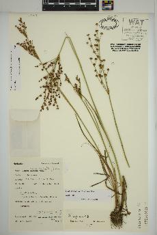 spécimen de Juncus alpinoarticulatus