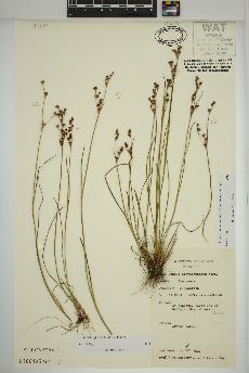 spécimen de Juncus brevicaudatus