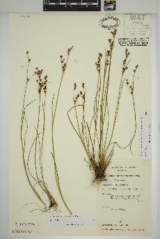 spécimen de Juncus alpinoarticulatus