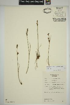 spécimen de Juncus brevicaudatus