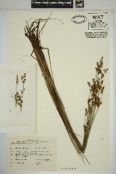spécimen de Juncus brevicaudatus