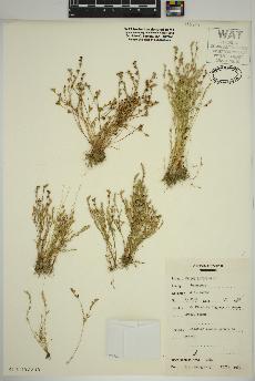 spécimen de Juncus bufonius