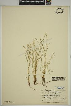 spécimen de Juncus bufonius