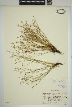 spécimen de Juncus bufonius