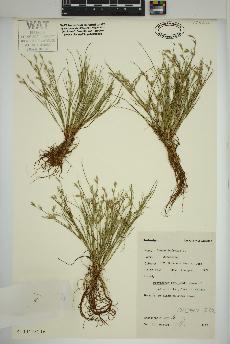 spécimen de Juncus bufonius