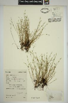 spécimen de Juncus bufonius