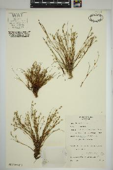 spécimen de Juncus bufonius