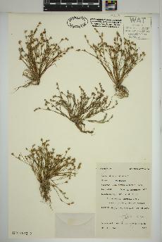 spécimen de Juncus bufonius