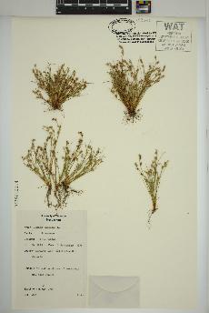 spécimen de Juncus bufonius