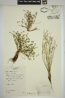 spécimen de Juncus bufonius