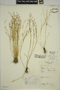 spécimen de Juncus bufonius