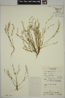 spécimen de Juncus bufonius