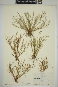 spécimen de Juncus bufonius