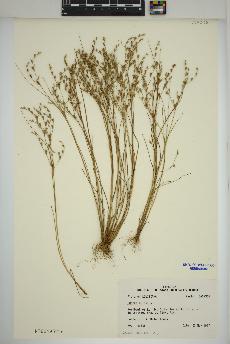 spécimen de Juncus bufonius