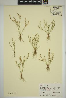 spécimen de Juncus bufonius