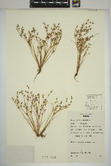 spécimen de Juncus bufonius