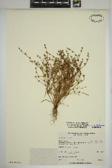 spécimen de Juncus bufonius