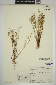 spécimen de Juncus bufonius