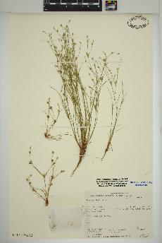 spécimen de Juncus bufonius