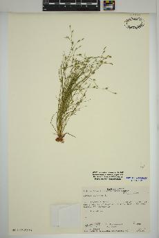 spécimen de Juncus bufonius