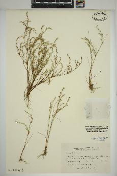 spécimen de Juncus bufonius