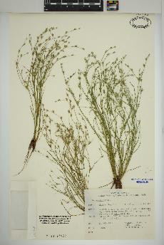 spécimen de Juncus bufonius