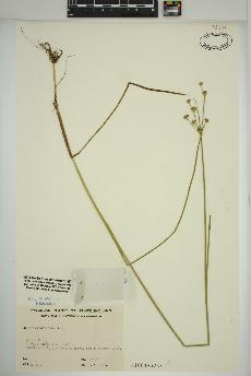 spécimen de Juncus canadensis