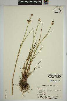 spécimen de Juncus canadensis