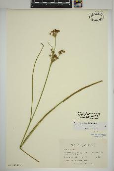 spécimen de Juncus canadensis