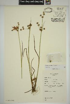 spécimen de Juncus canadensis