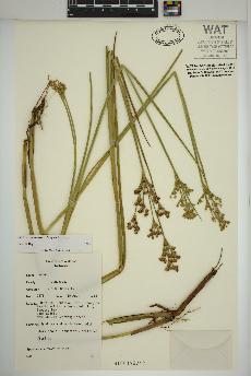 spécimen de Juncus canadensis