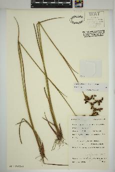 spécimen de Juncus canadensis