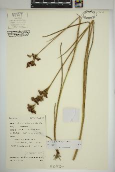 spécimen de Juncus canadensis