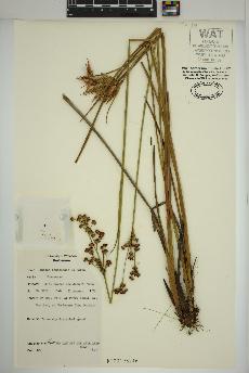 spécimen de Juncus canadensis