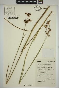 spécimen de Juncus canadensis